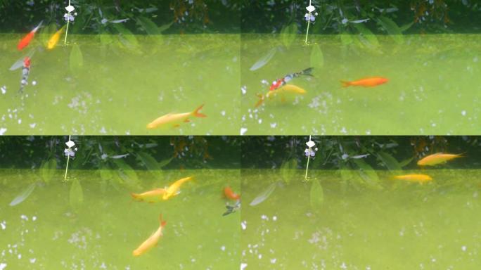 鱼鲤鱼锦鲤在清水中游泳，在室外池塘中水生植物