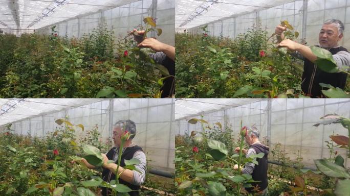 一位玫瑰农夫在一个大温室里照料玫瑰