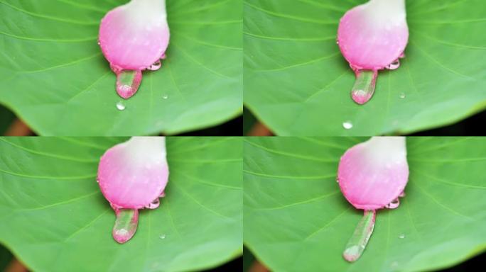 关闭雨水滴在自然新鲜的绿色荷叶上，水滴在热带疏水表面的叶子上跳舞，然后雨水从荷叶上流下，超级慢动作镜
