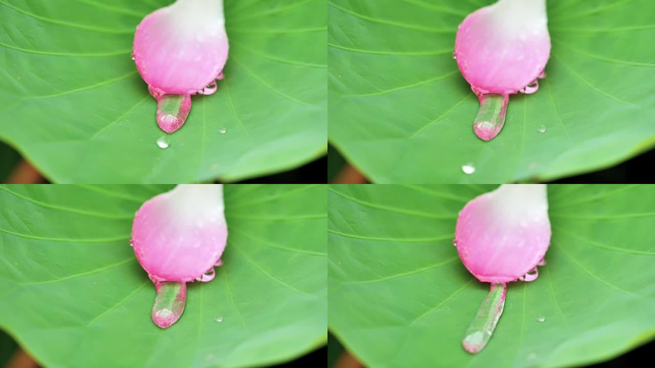 关闭雨水滴在自然新鲜的绿色荷叶上，水滴在热带疏水表面的叶子上跳舞，然后雨水从荷叶上流下，超级慢动作镜