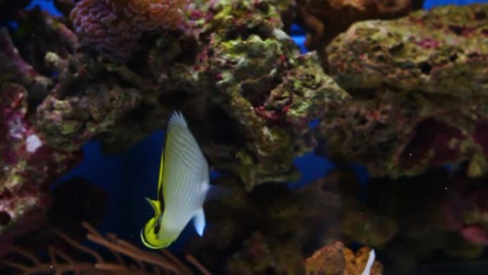 珊瑚礁水族馆鱼缸中的流浪汉蝴蝶鱼视频