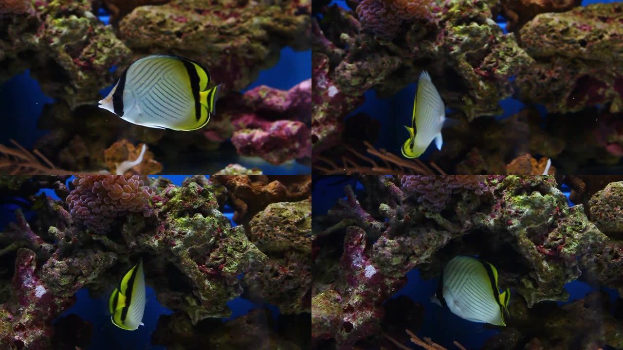 珊瑚礁水族馆鱼缸中的流浪汉蝴蝶鱼视频
