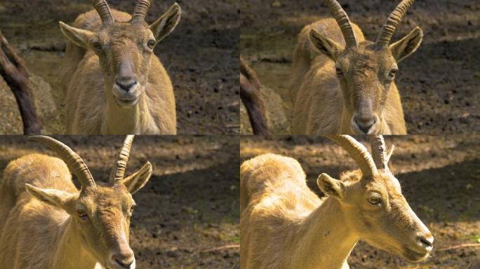 高山ibex雌性