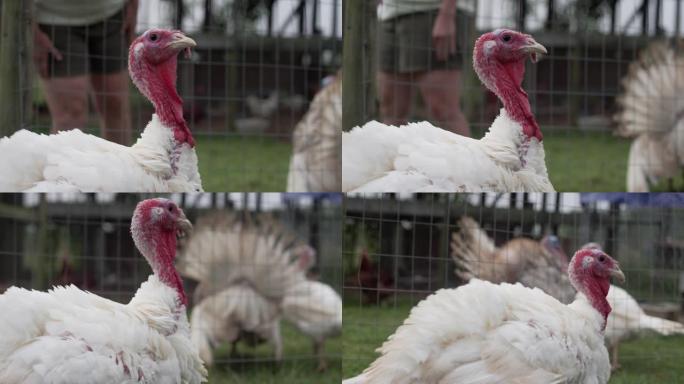 一只火鸡的特写镜头，白色羽毛在农场的鸡舍中昂首阔步