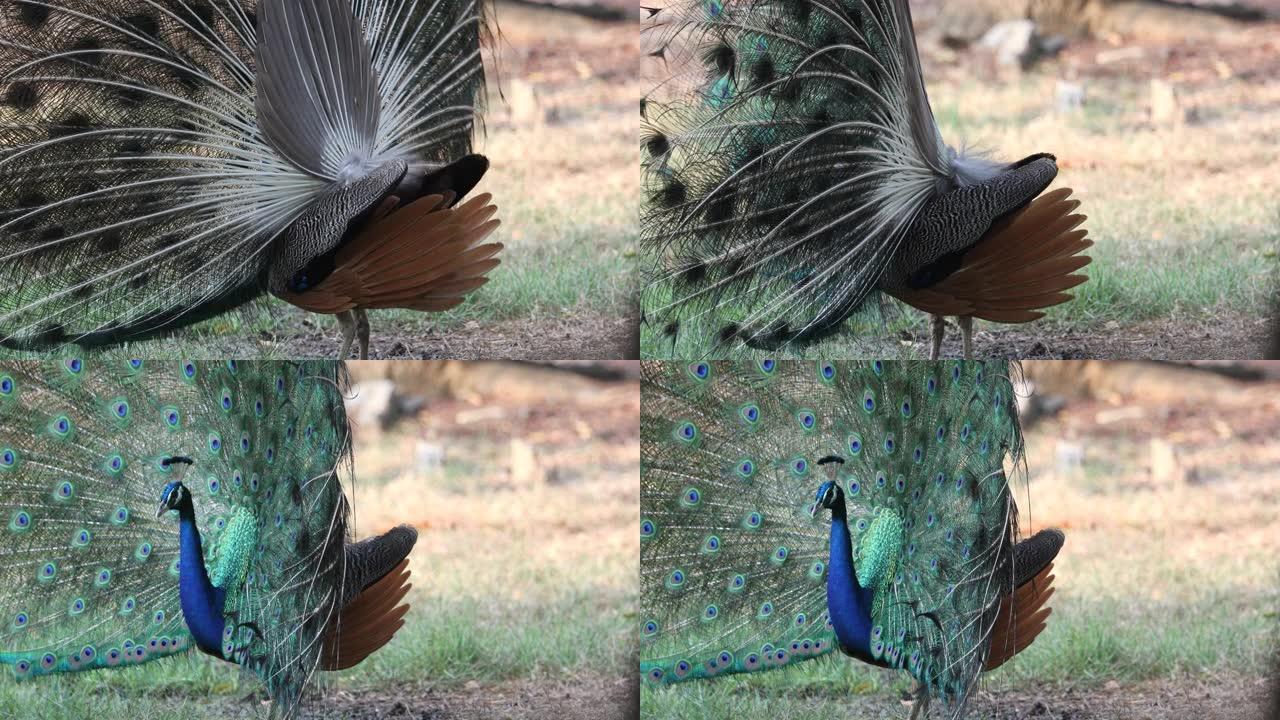 雄性印度孔雀是雌性孔雀在繁殖过程中通过旋转而与鹿共存的美丽尾巴。