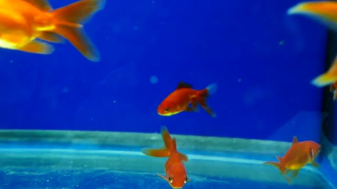 精美的观赏鱼漂浮在水族馆中，有趣的观赏鱼在水族馆中，