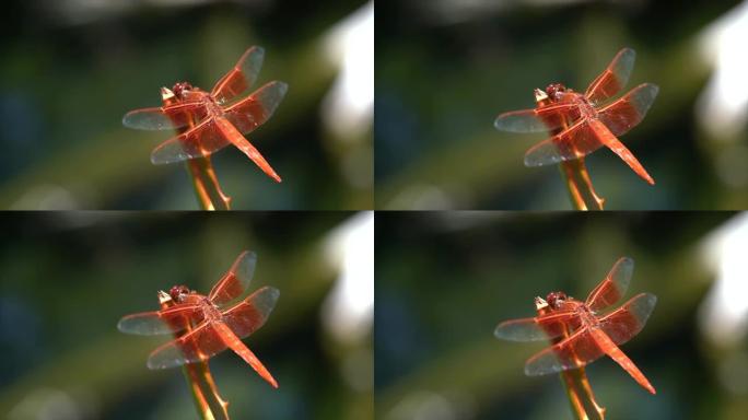 慢动作宏观金翅撇渣红蜻蜓在植物上