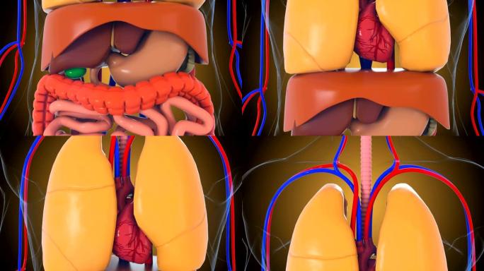 解剖人体模型，三维渲染背景，人体模型的一部分与器官系统