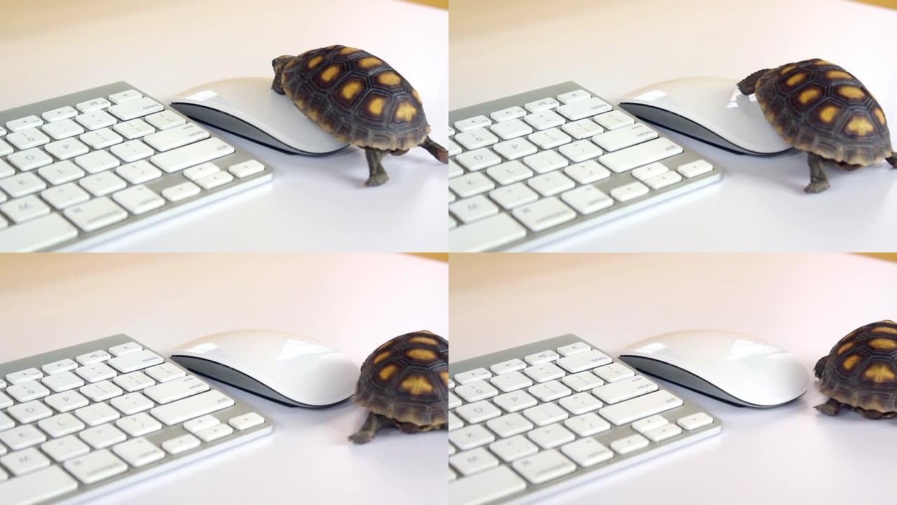带键盘和无线鼠标的计算机上的乌龟，慢速上网，慢速处理器