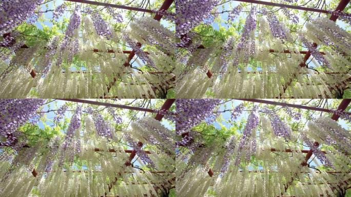 春花系列，美丽的紫藤格子在风中飘扬，紫藤 (中国紫藤) 是木本，落叶，多年生攀援的紫藤属藤本植物。