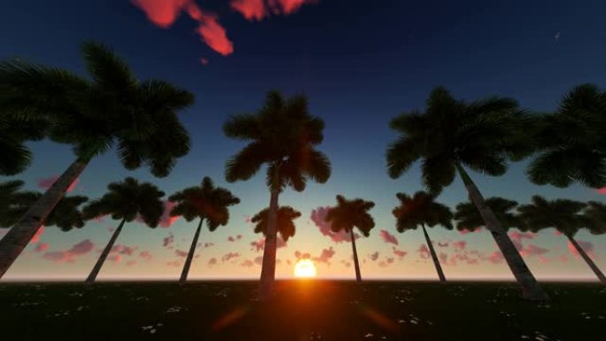 美丽的日落与棕榈树的轮廓