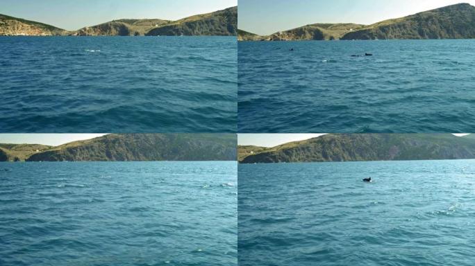 一群海豚跳出水面。海豚追逐鱼。海边的暑假