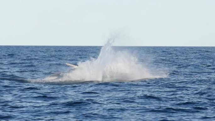 一只年轻的座头鲸在merimbula处的慢动作-180p