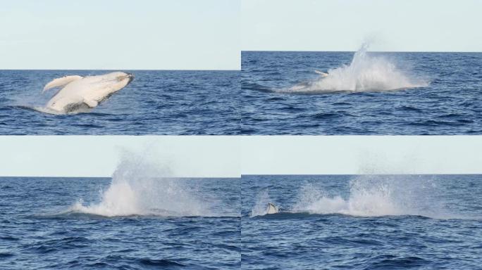 一只年轻的座头鲸在merimbula处的慢动作-180p