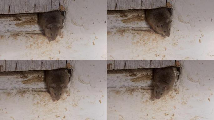 老鼠在旧房间里四处寻找食物