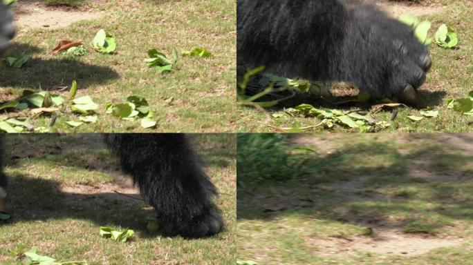 特写大猩猩手捡树叶吃