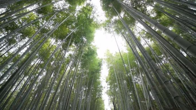 在日本京都岚山的竹林散步的人们