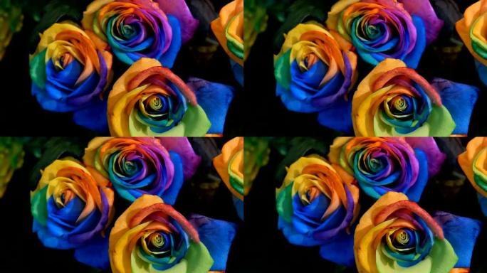 美丽的多色彩虹花