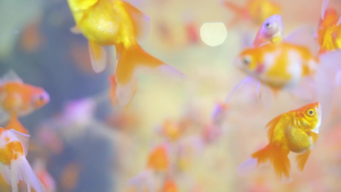 金鱼 鱼缸 红金鱼 白色金鱼 黄色金鱼