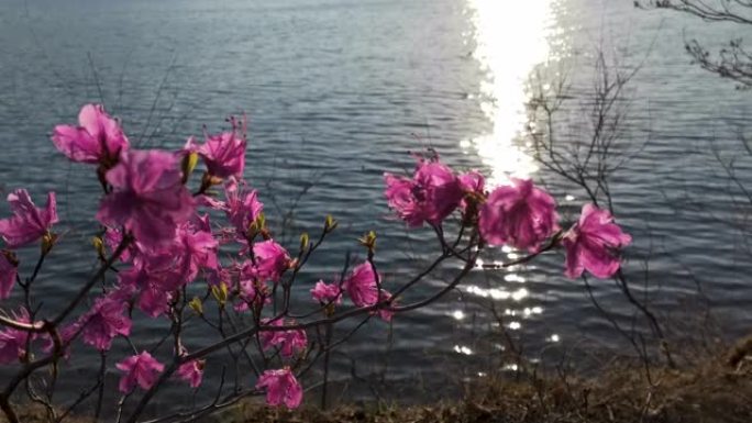 水面背景上的灌木粉色杜鹃。