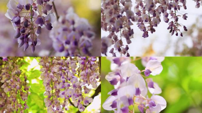 唯美紫藤花春天盛开