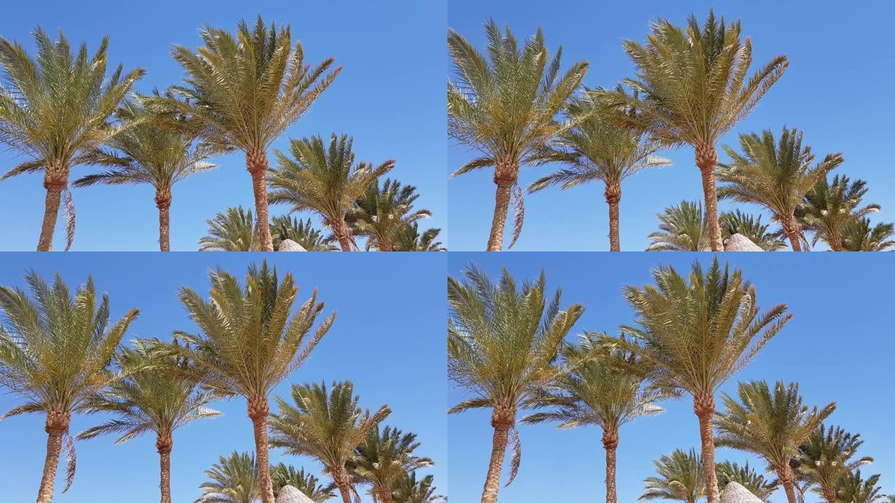 棕榈树在蓝天下。清晰可见的手掌树干。
