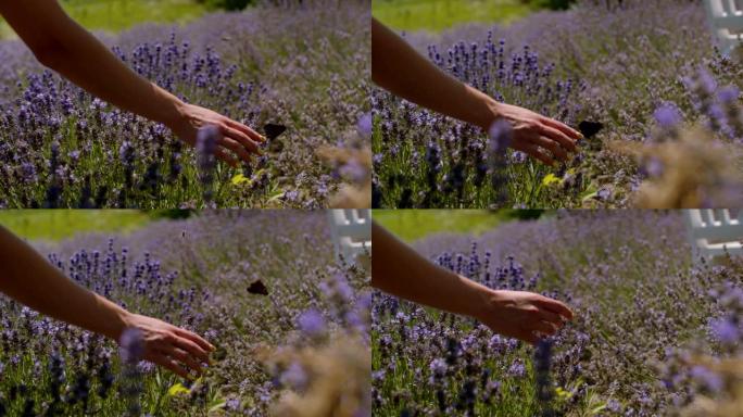 女人的手抚摸着薰衣草田里的蝴蝶