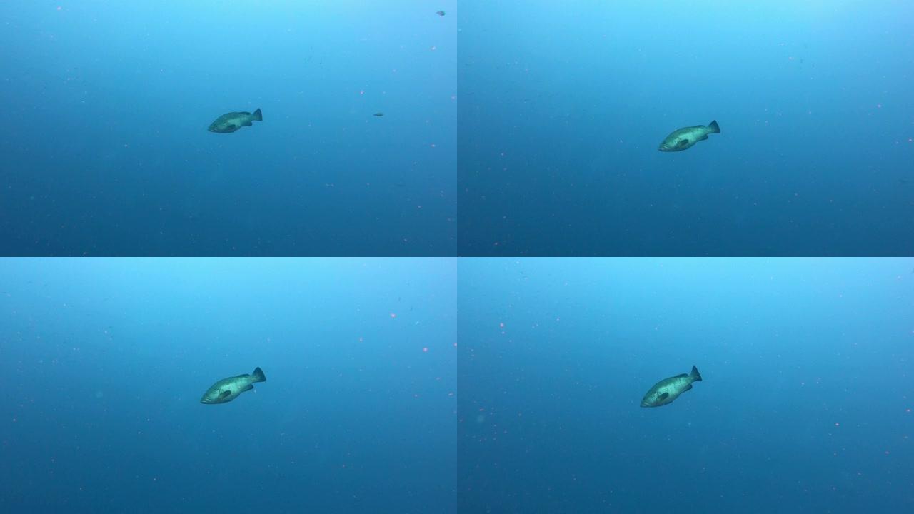 独自组鱼游泳-水下场景