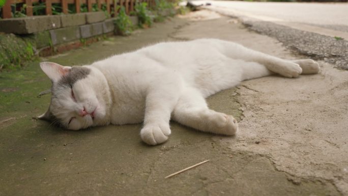 躺在路边地面上睡午觉做梦抽搐的白色猫咪