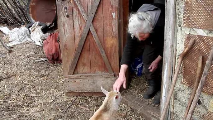 一个满头白发的老女人在谷仓的门槛上与一只小山羊玩耍