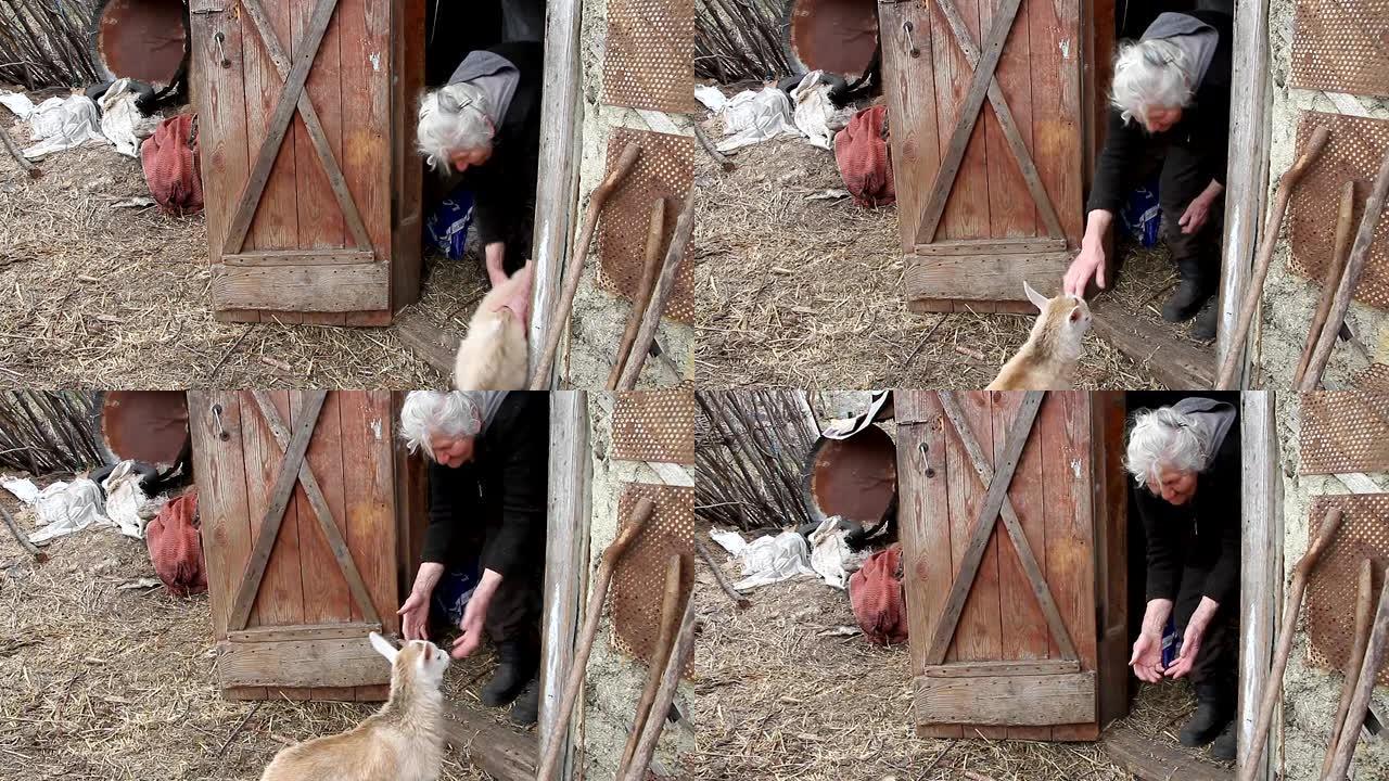 一个满头白发的老女人在谷仓的门槛上与一只小山羊玩耍
