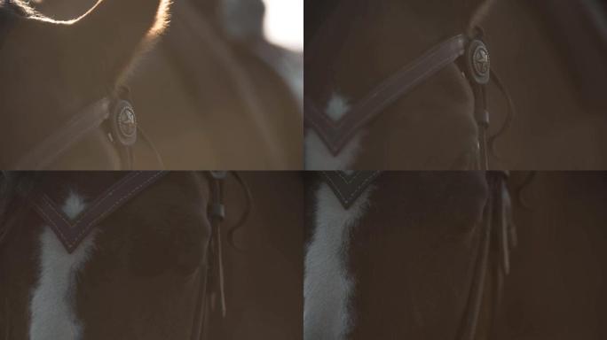 慢动作中纯种赛马眼睛的极端特写。马的眼睛