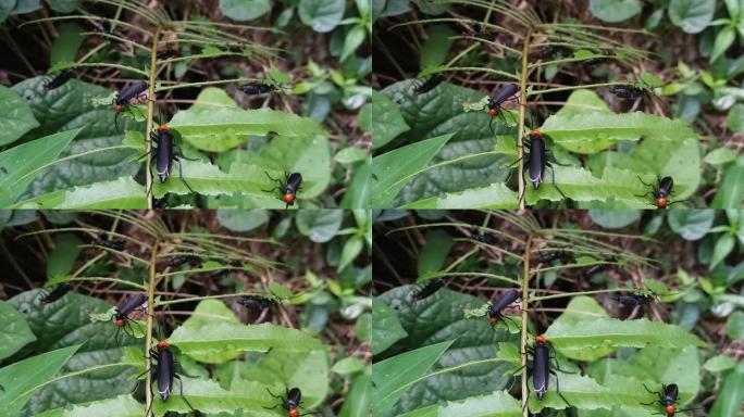 油甲虫，叶蕨上的水泡甲虫