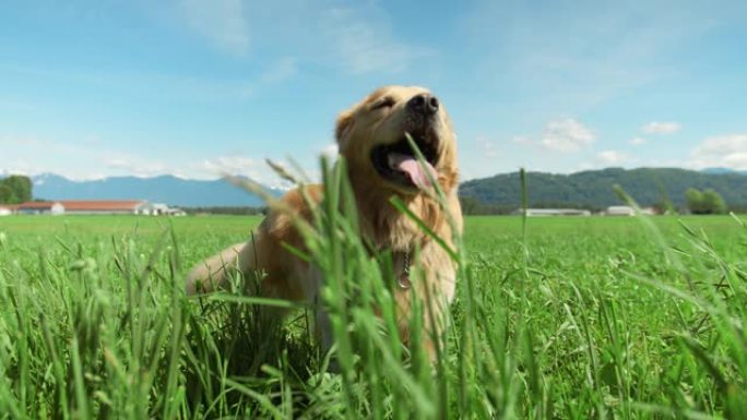 金毛猎犬狗闲置在高高的草丛中