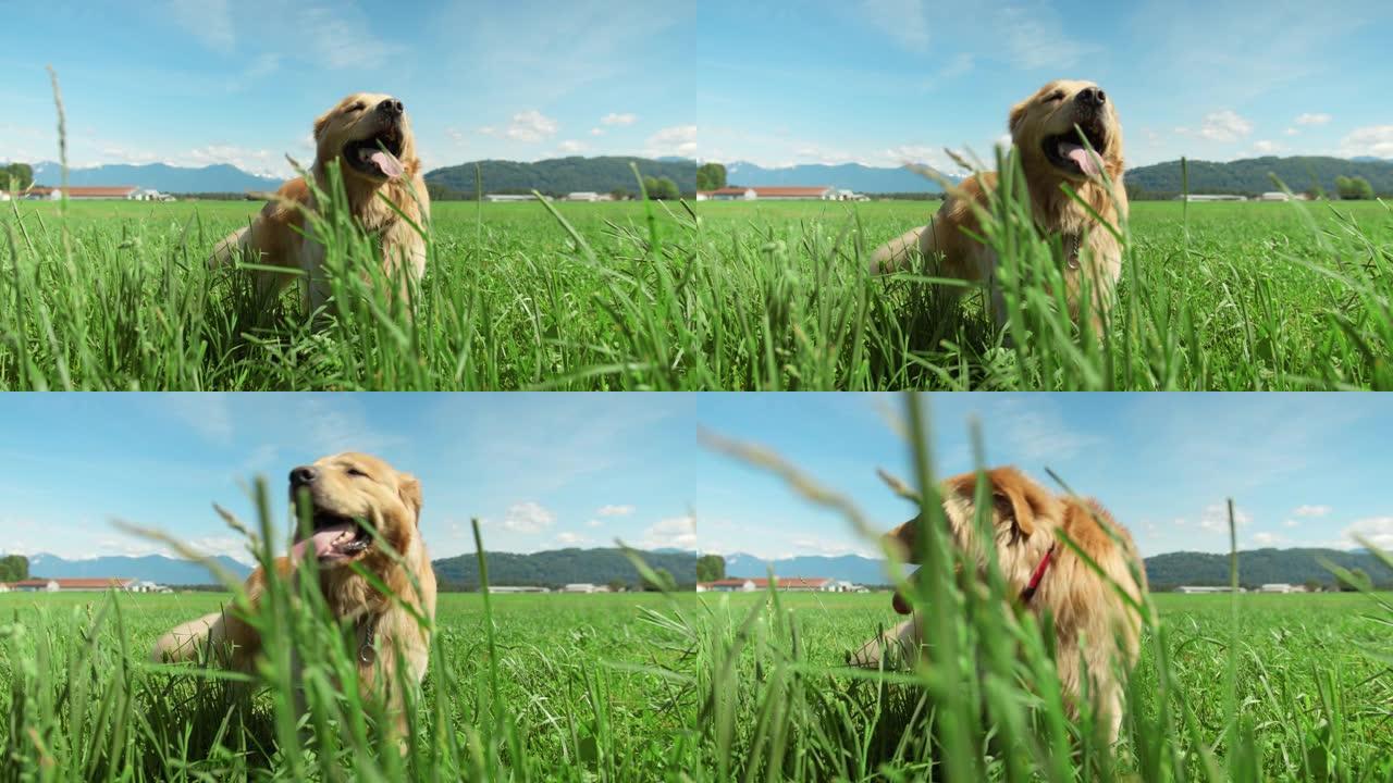 金毛猎犬狗闲置在高高的草丛中