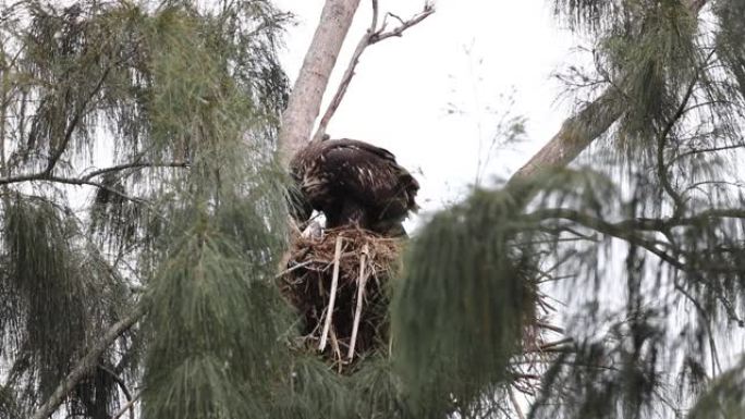 巢中不成熟的秃鹰