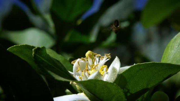 蜜蜂在橙花上的慢动作收集花蜜。树花上的蜜蜂