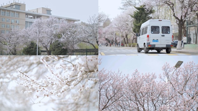 吉林大学南岭校区杏花节