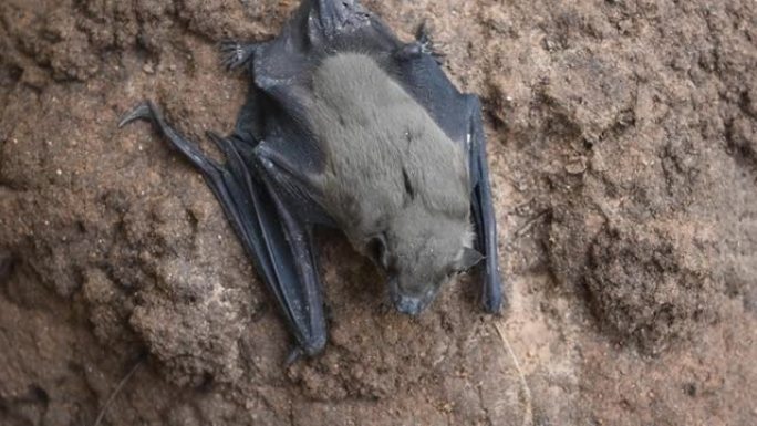较小的亚洲黄屋蝙蝠在岩石上休息