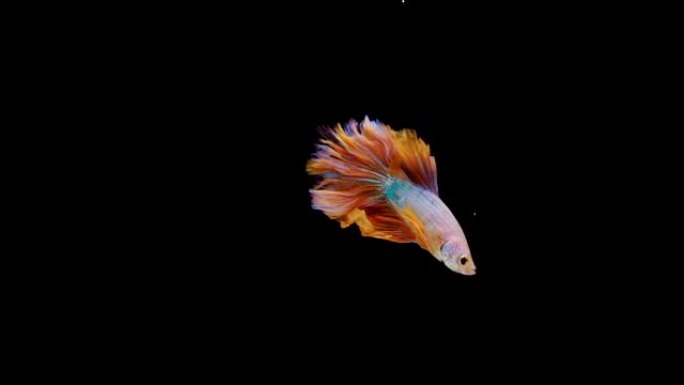暹罗斗鱼 (Betta splendens) 的超慢动作，众所周知的名字是Plakat Thai