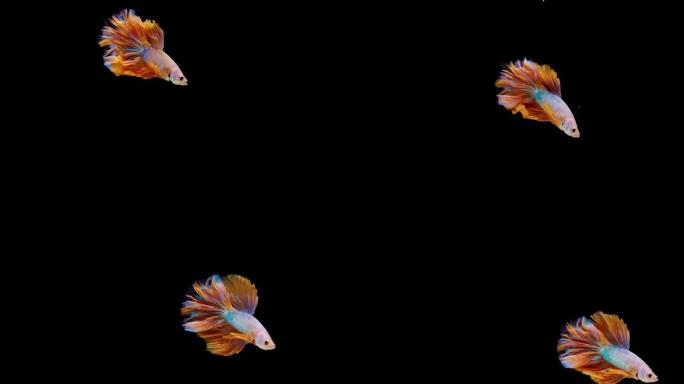 暹罗斗鱼 (Betta splendens) 的超慢动作，众所周知的名字是Plakat Thai