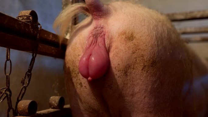 母猪出生