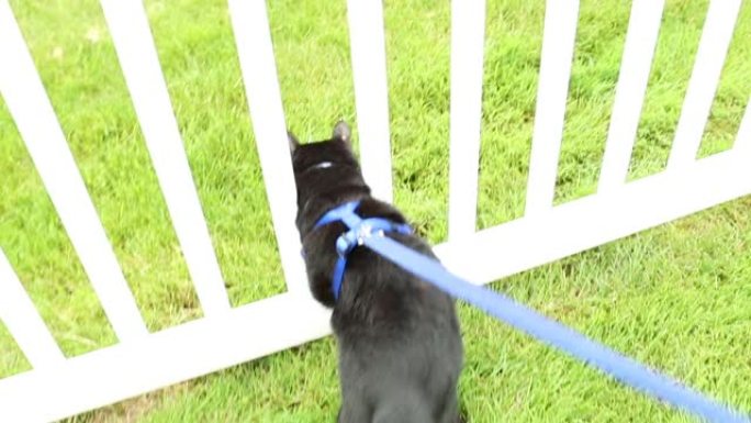 猫试图通过篱笆逃脱