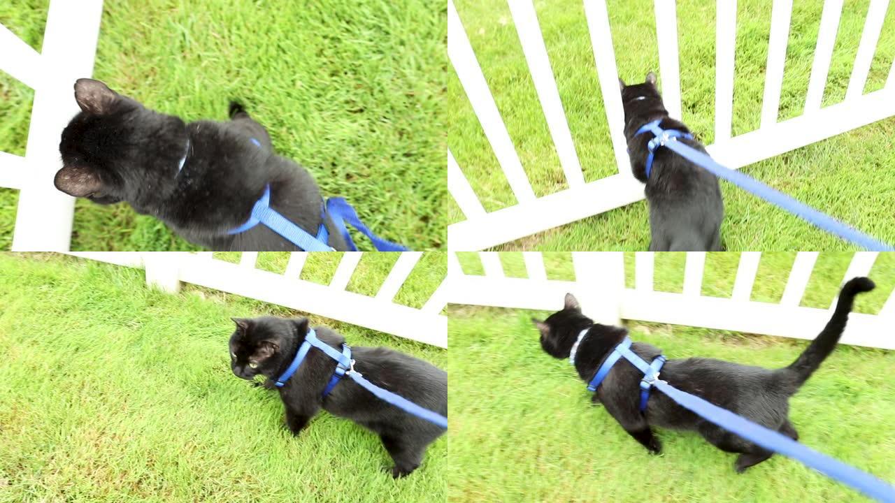 猫试图通过篱笆逃脱