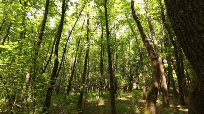 树的名字是西格拉·阿加奇。它生长在爱琴海地区穆拉省的费特希耶区附近。此外，这棵在科学界被称为枫香的树