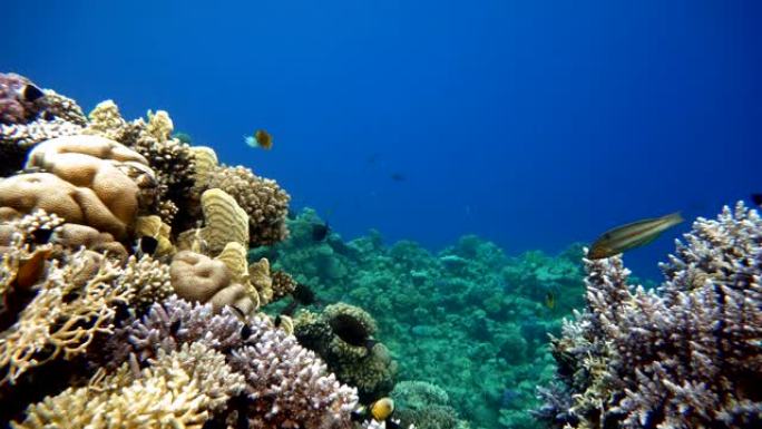 视频拍摄在浅层深度。珊瑚和热带鱼。