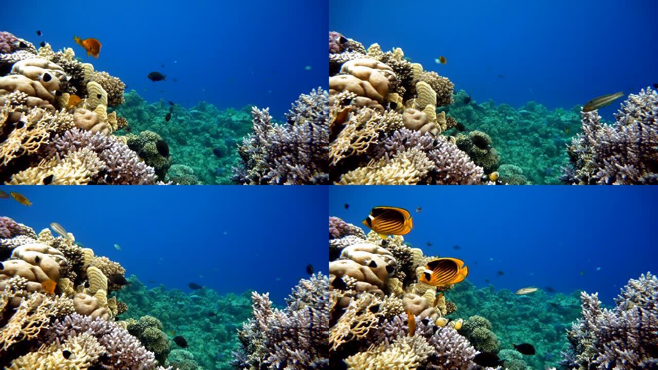 视频拍摄在浅层深度。珊瑚和热带鱼。