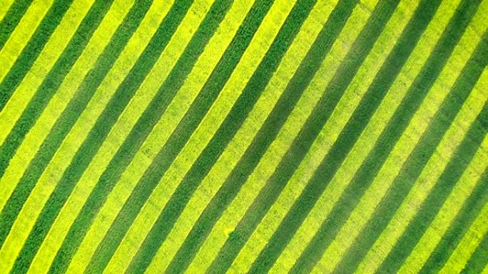 斑马纹绿色和黄色平行线在农田里开花