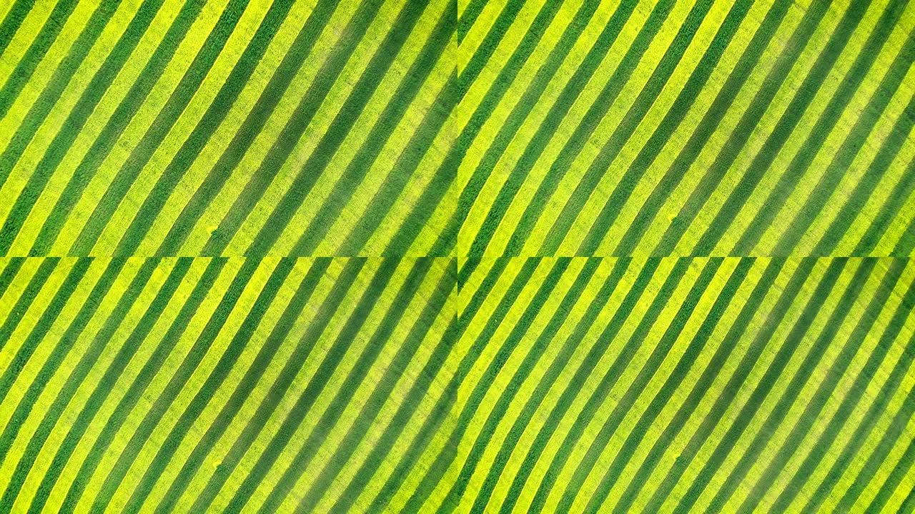 斑马纹绿色和黄色平行线在农田里开花