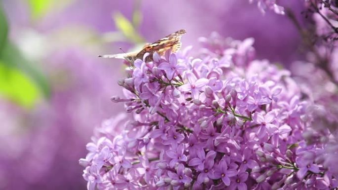 在阳光明媚的春天，花在盛开的丁香花上画蝴蝶 (Vanessa Cynthia cardui)。浅场深
